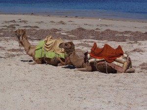 Camels at Victor Harbour