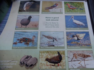 Bird Species Sign